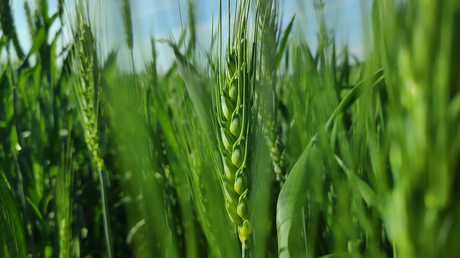 Project to encourage inter-cropping as a strategy to control pests & parasites in cereal crops